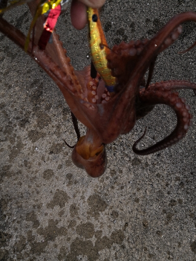 ダイソーエギ改