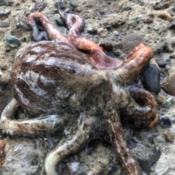 釣った蛸は美味い！