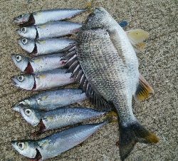 『釣りデビュー(^.^)』209