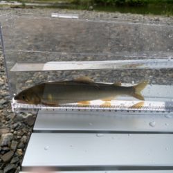 大ピンチ後、良型連チャン