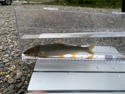 大ピンチ後、良型連チャン