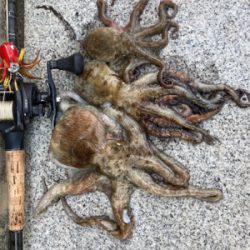 ハードロックポイントのみHC蛸散歩。3杯。。