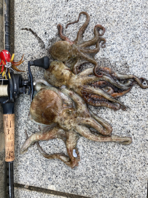 ハードロックポイントのみHC蛸散歩。3杯。…