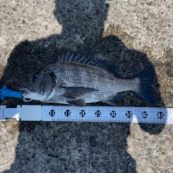 田辺市で紀州釣り