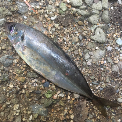 （メクリ？)アジ