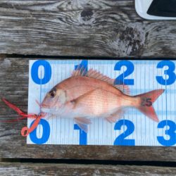 ショアタイラバ