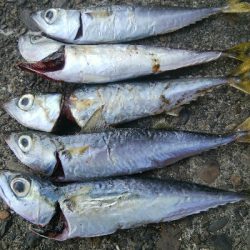 『釣りデビュー(^_-)』210