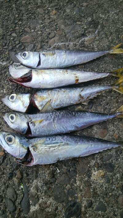 『釣りデビュー(^_-)』210