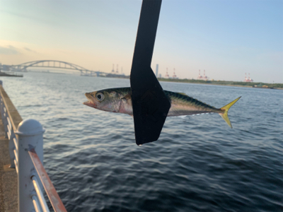 サバ大量発生！