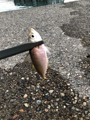 夕まずめ狙い アジング