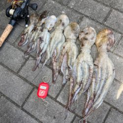 ハードロックポイントでHC蛸散歩。7杯。。