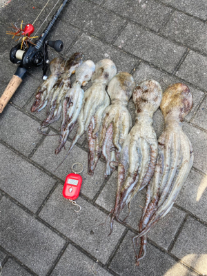 ハードロックポイントでHC蛸散歩。7杯。。…