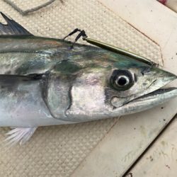 ライトジギング