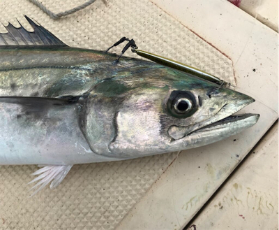 ライトジギング