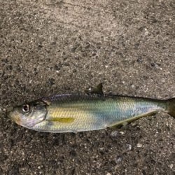 ねざかなパラダイス