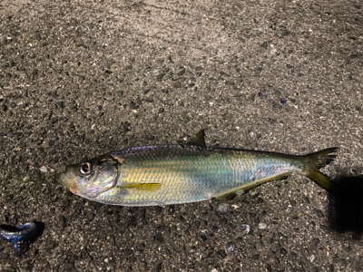 ねざかなパラダイス