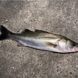 港湾シーバス調査