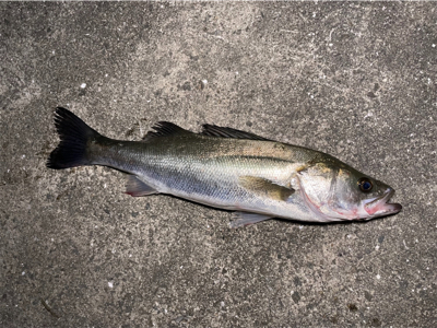 港湾シーバス調査