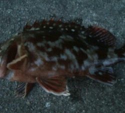 『釣りデビュー(´▽`)』211