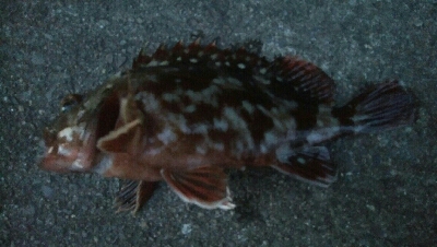 『釣りデビュー(´▽`)』211