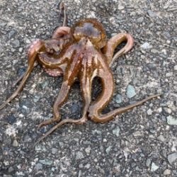 なんとかんとか