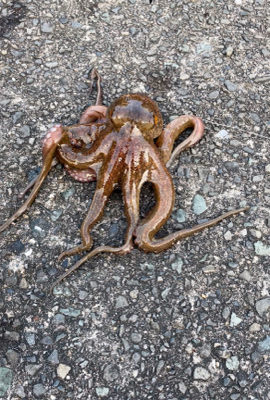 なんとかんとか