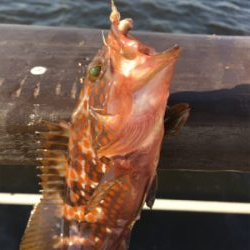 タコは夕マヅメのみ