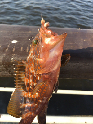 タコは夕マヅメのみ