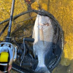 シルベラードとジリオン入魂