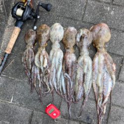 ハードロックポイントHC蛸散歩。6杯1725g。。