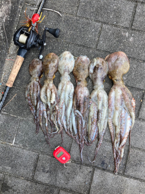 ハードロックポイントHC蛸散歩。6杯172…