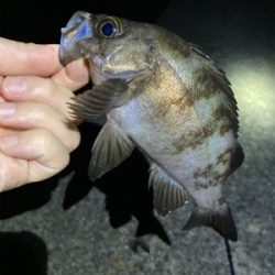 真夏のメバリング