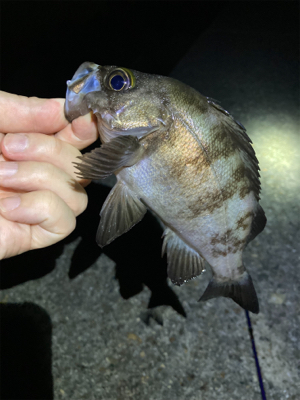 真夏のメバリング