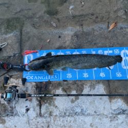 夕まづめにナマズゲーム