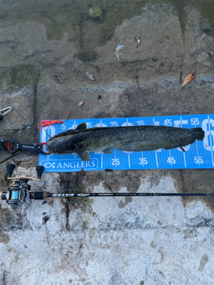 夕まづめにナマズゲーム