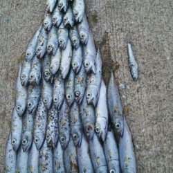 『釣りデビュー(^^)』212