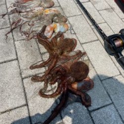 タコ釣り