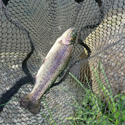 フィッシングフィールド中津川でのエリアトラ…