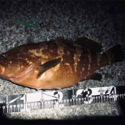 すんごい引きでした