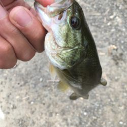 見えバスは釣れるが