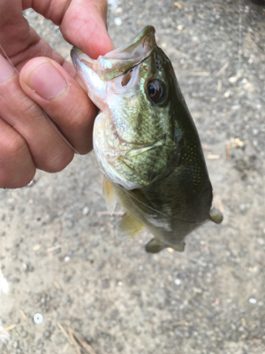見えバスは釣れるが