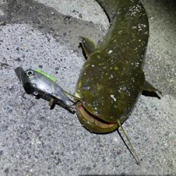 隙間時間に闇鯰