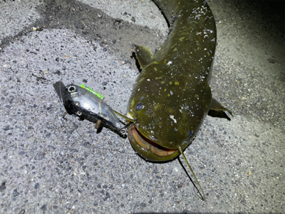 隙間時間に闇鯰