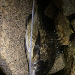 下手な人のチニング 釣果です。