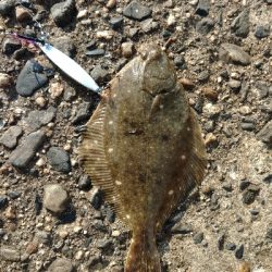 ヒラメかと思ったら、、、