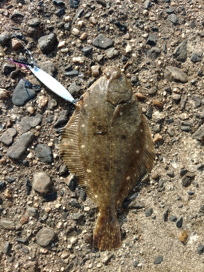 ヒラメかと思ったら、、、