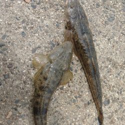 そろそろマゴチ以外釣りたい(贅沢笑)