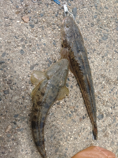 そろそろマゴチ以外釣りたい(贅沢笑)