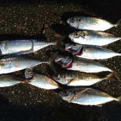 アジいました。