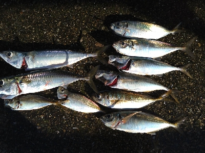 アジいました。